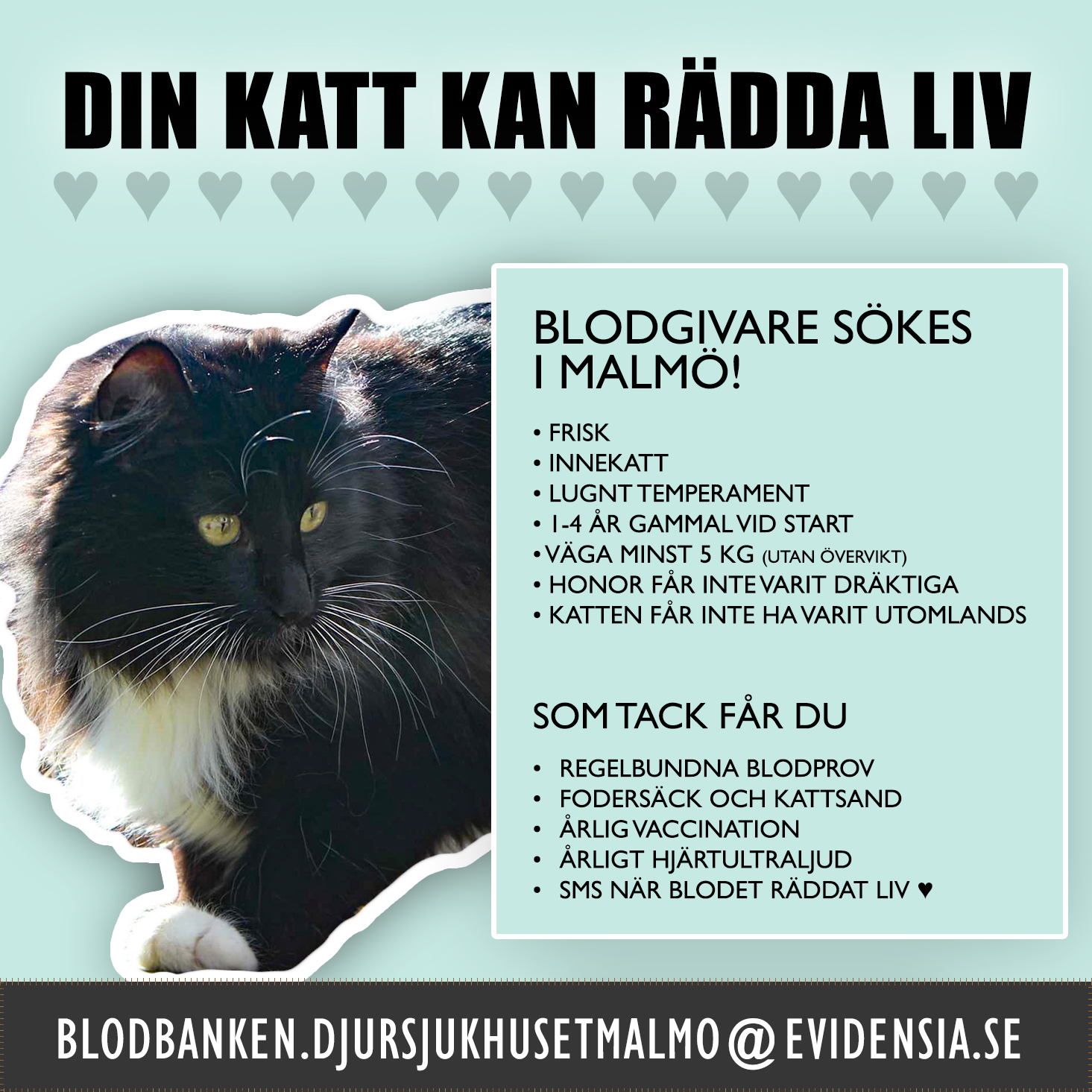 Läs mer om artikeln Malmö Djursjukhus behöver blodgivarkatter